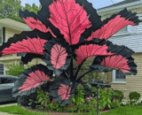 Black Pink Caladium Seeds (Elephant Ear / Angel Wings)