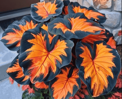 Black Orange Caladium Heirloom Seeds