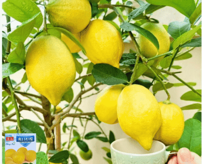 Lemon (Sweet & Sour)