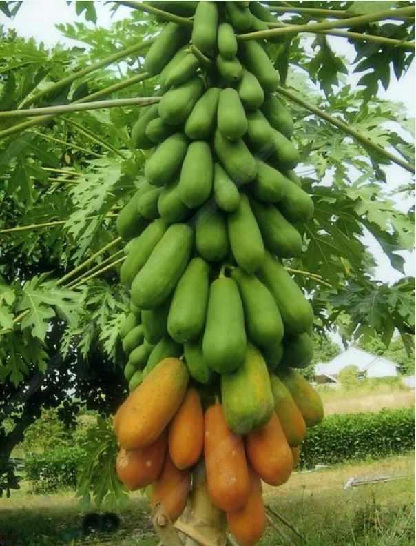 ইমপোর্টকৃত Golden Butter Big Papaya - (প্রায় ৫০ বীজ) - Image 2