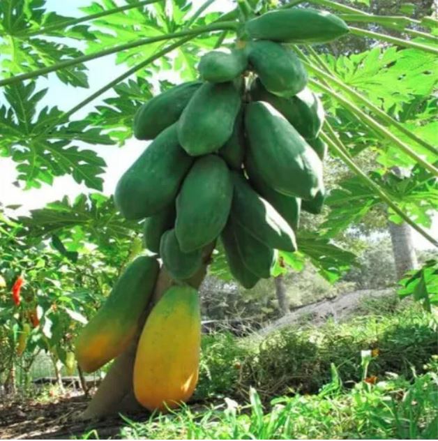 ইমপোর্টকৃত Golden Butter Big Papaya - (প্রায় ৫০ বীজ) - Image 3