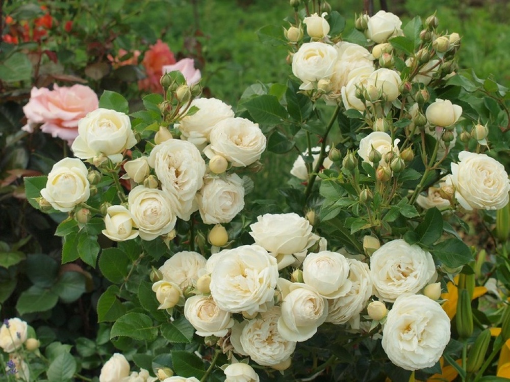 USA White Spray Rose (প্রায় ১২০+বীজ) - Image 3