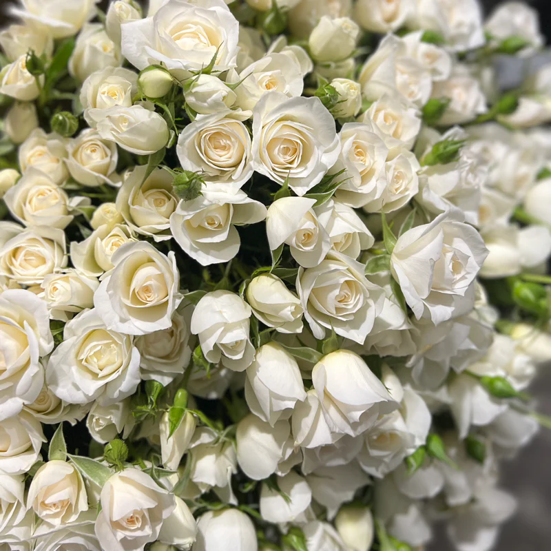 USA White Spray Rose (প্রায় ১২০+বীজ) - Image 4