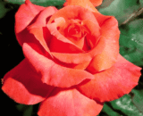 USA Early Spring Rose