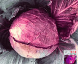 Thai Purple Cabbage