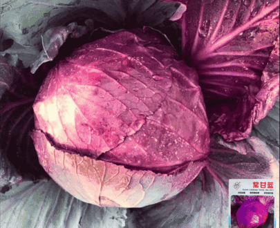 Thai Purple Cabbage