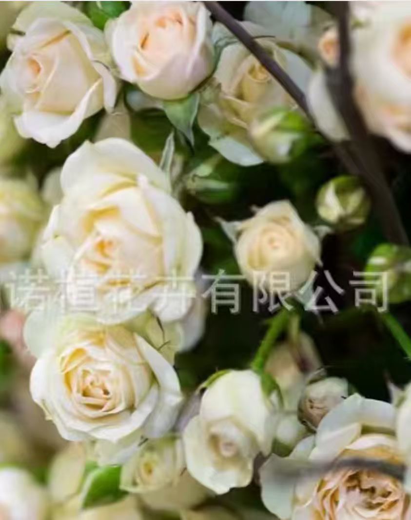 USA White Spray Rose (প্রায় ১২০+বীজ) - Image 2