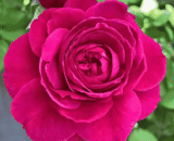 USA Blue Water Rose