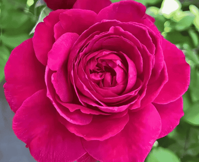 USA Blue Water Rose