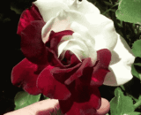 USA Twin Red White Roses