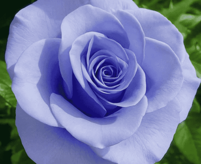 Midnight Blue Rose