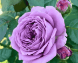 USA Purple Cloud Rose
