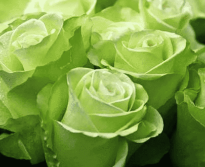 Multiflora Green Rose