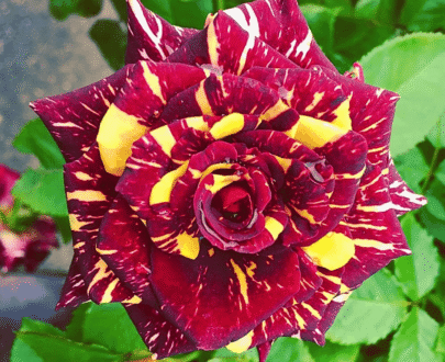 Meteor Shower Rose