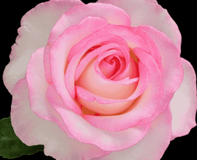 USA Pink Cloud Rose