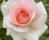 USA Pink Beauty Rose