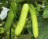 Thai White Fruit Cucumber
