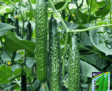 Thai Donglv Cucumber