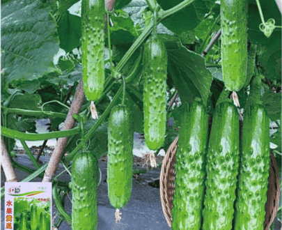 Thai Fruit Cucumber