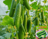 Seedless Mini Cucumber