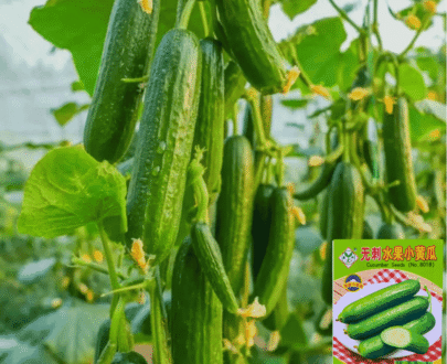 Seedless Mini Cucumber
