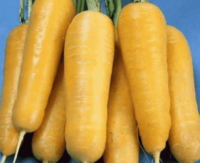 থাই Golden Carrot