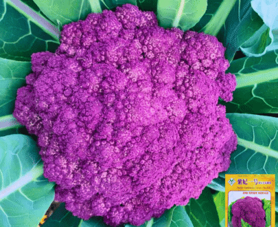 থাই Purple Cauliflower