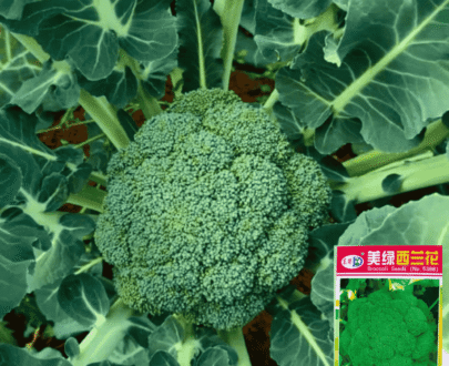 Thai Green Broccoli