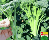 Eastern Green Broccoli