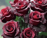 USA The Black Baccara Rose