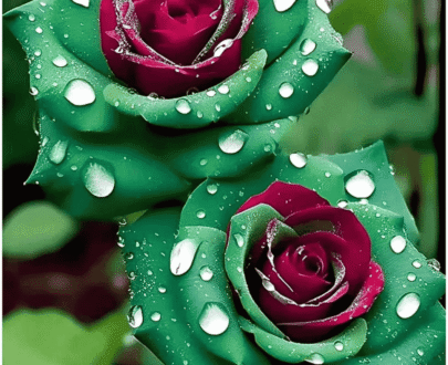 USA Ruby Green Twin Rose
