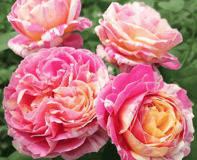 USA Claude Monet/Fragrant Rose