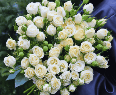 USA White Spray Rose