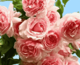 USA French Princess Rose