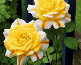 USA Candy/Yellow Stripe Rose
