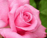 USA Pink Rose