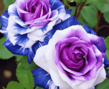 Purple Blue Rose