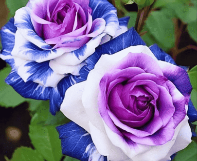 Purple Blue Rose