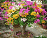 Mixed Color Bougainvillea