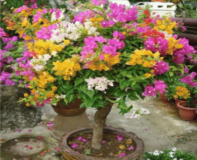 Mixed Color Bougainvillea
