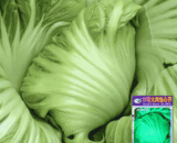 থাই Mustard Cabbage -চাইনিজ সরিষা বাঁধাকপি