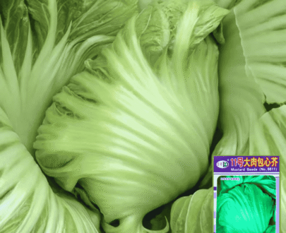 থাই Mustard Cabbage -চাইনিজ সরিষা বাঁধাকপি