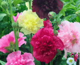 থাই Hollyhock – হলিহক ফুল