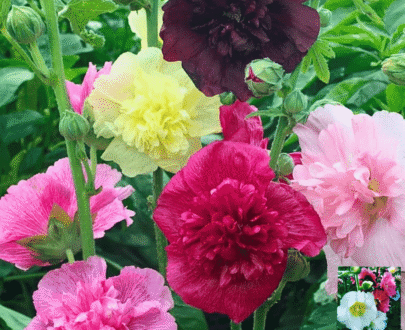 থাই Hollyhock – হলিহক ফুল