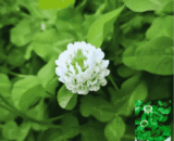 থাই White Clover - সাদা ক্লোভার