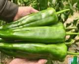 থাই Extra-Large Horn Pepper - বিশাল আকৃতির শিং মরিচ