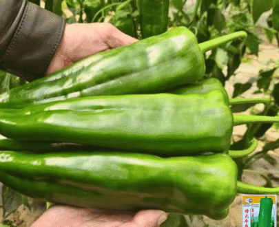থাই Extra-Large Horn Pepper - বিশাল আকৃতির শিং মরিচ