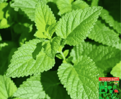 থাই Aromatic Mint Seed - সুগন্ধি পুদিনা