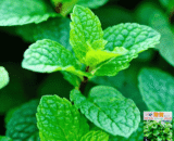 থাই Green Mint - সবুজ পুদিনা