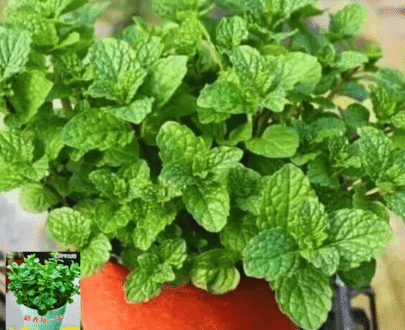 থাই Potted Mint Seed - টবে চাষযোগ্য পুদিনা
